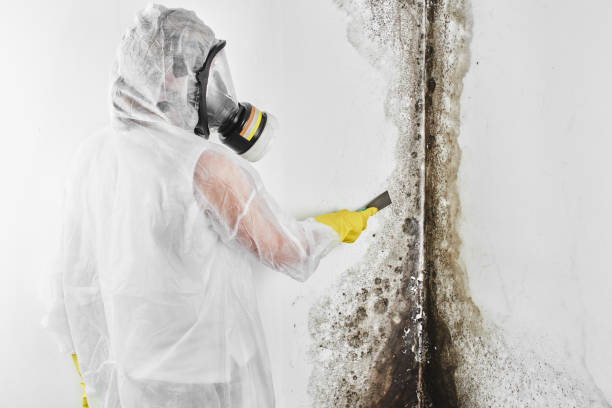 Best Mold Remediation for Specific Building Types in Cordaville, MA
