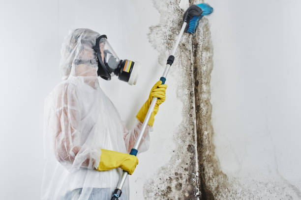 Best Post-Flood Mold Remediation in Cordaville, MA