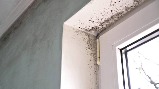 Best Mold Remediation for Schools in Cordaville, MA