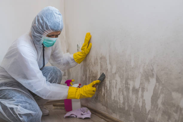 Best Mold Testing and Inspection Services in Cordaville, MA