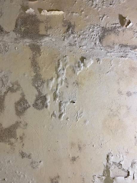 Best Localized Mold Remediation (e.g., coastal areas, humid climates) in Cordaville, MA