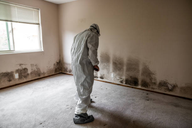 Best Residential Mold Remediation in Cordaville, MA